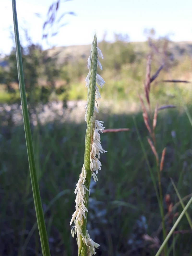Alkali Cordgrass photo 2