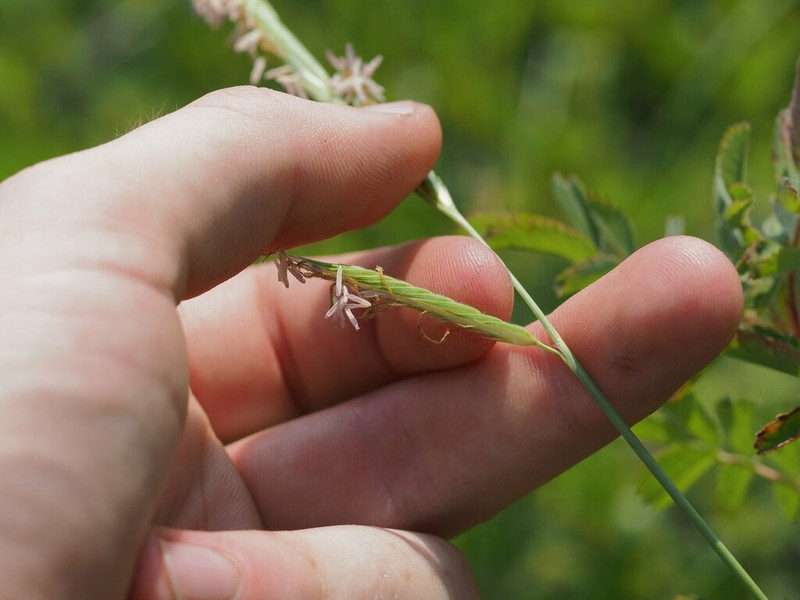Alkali Cordgrass photo 3