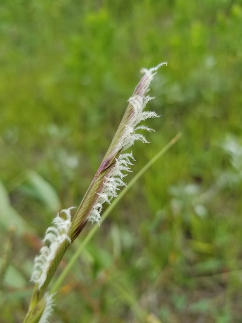 Alkali Cordgrass photo 4