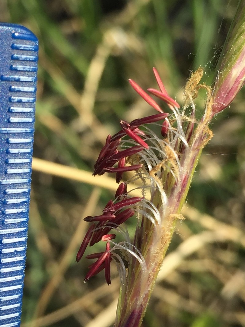 Alkali Cordgrass photo 5