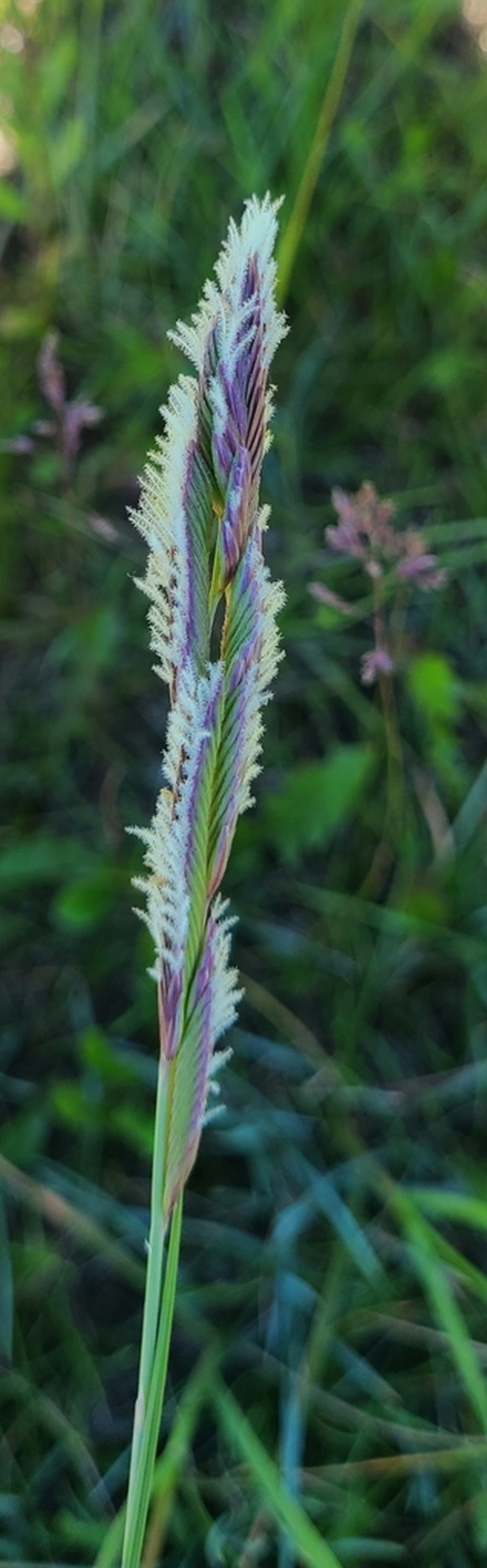 Alkali Cordgrass photo 6