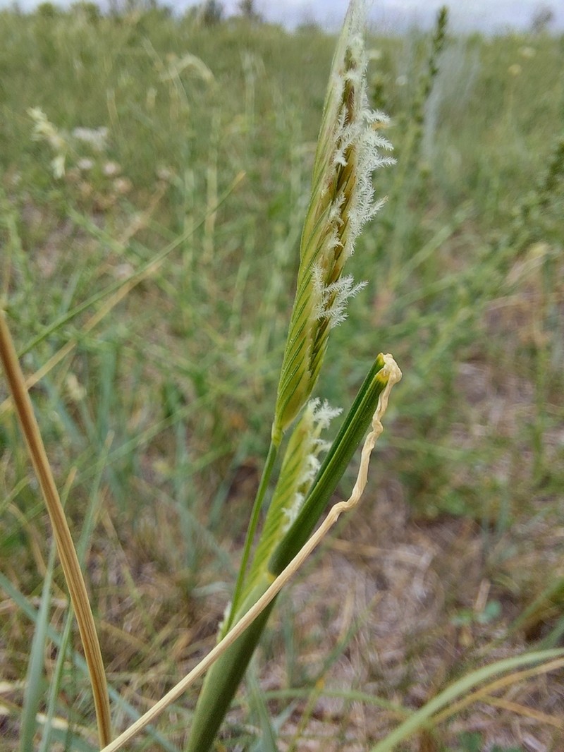 Alkali Cordgrass photo 7