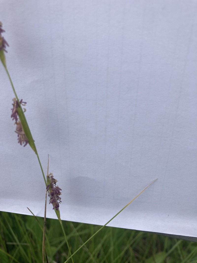 Alkali Cordgrass photo 8