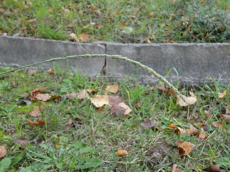 Smut Grass photo 3