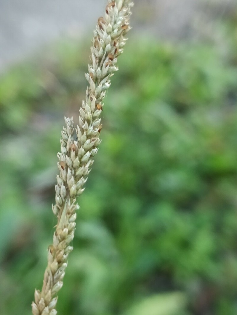 Smut Grass photo 6
