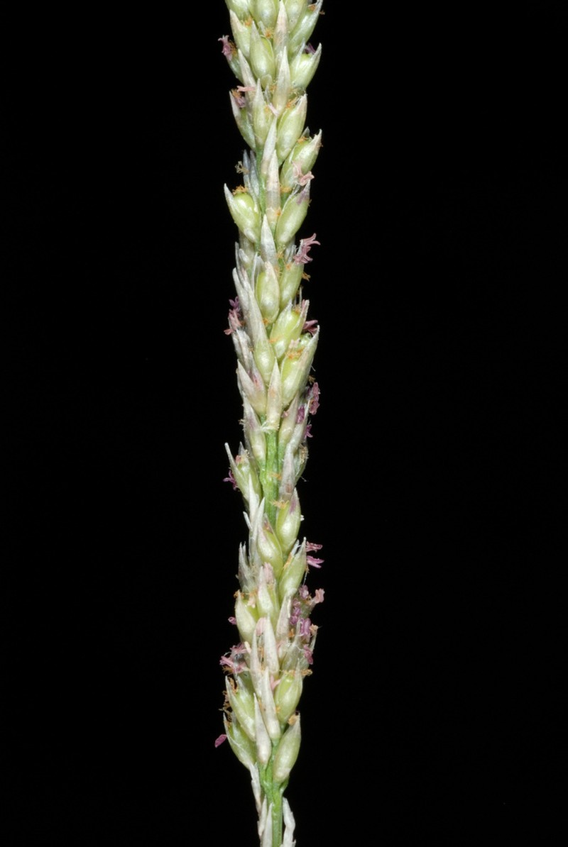 Smut Grass photo 7