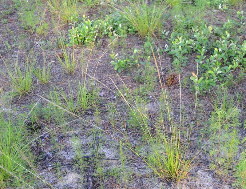 Smut Grass photo 8
