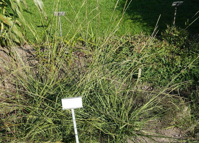 Smut Grass photo 3