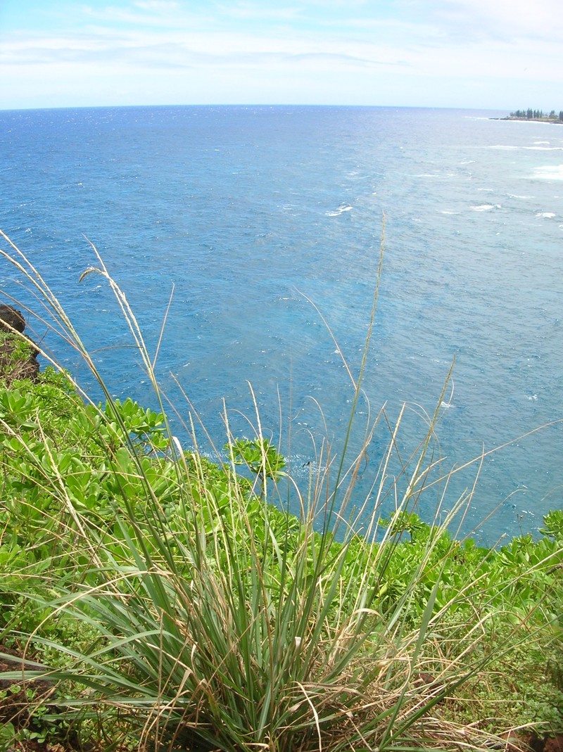 Smut Grass photo 4