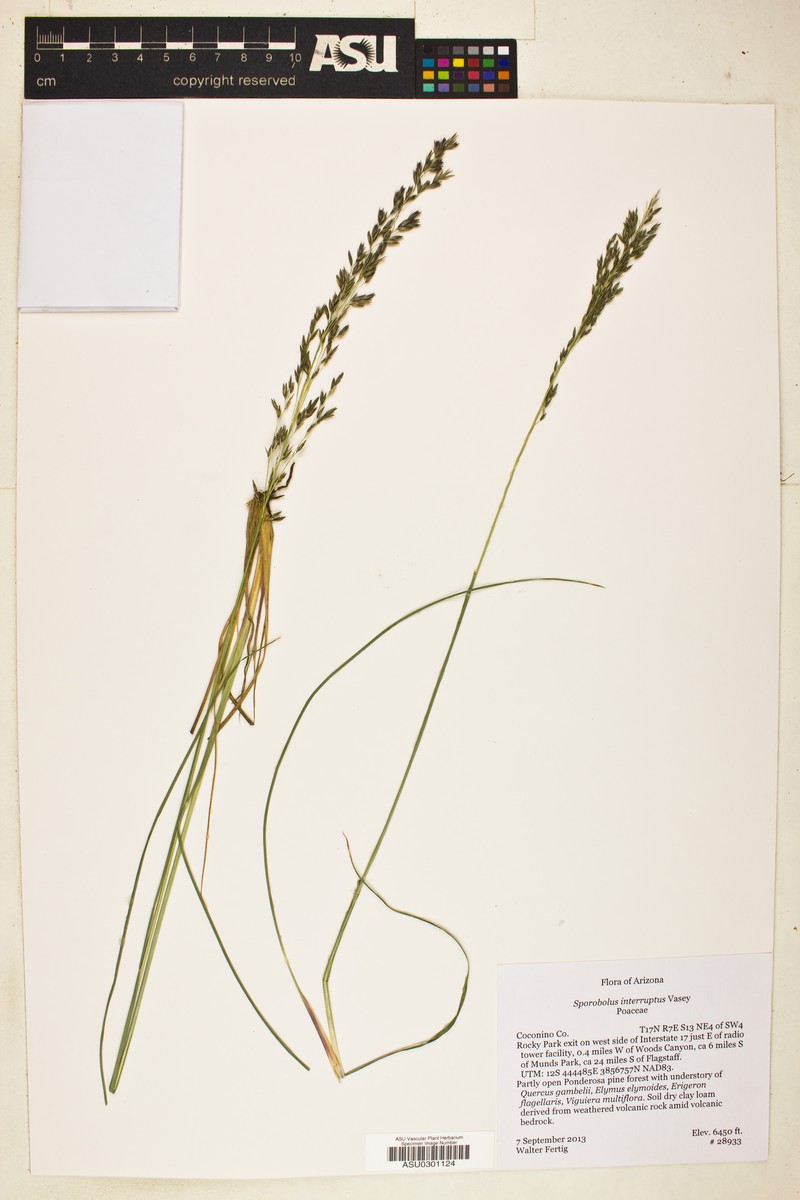 Black Dropseed