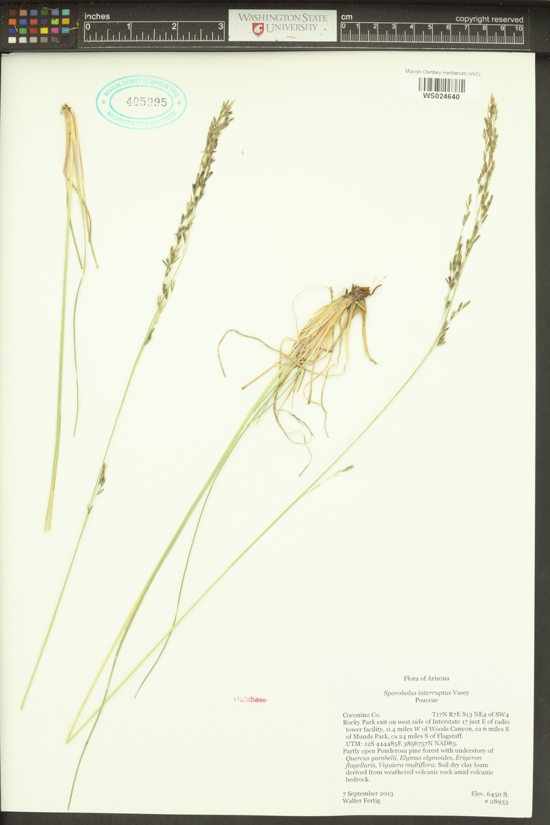Black Dropseed photo 2