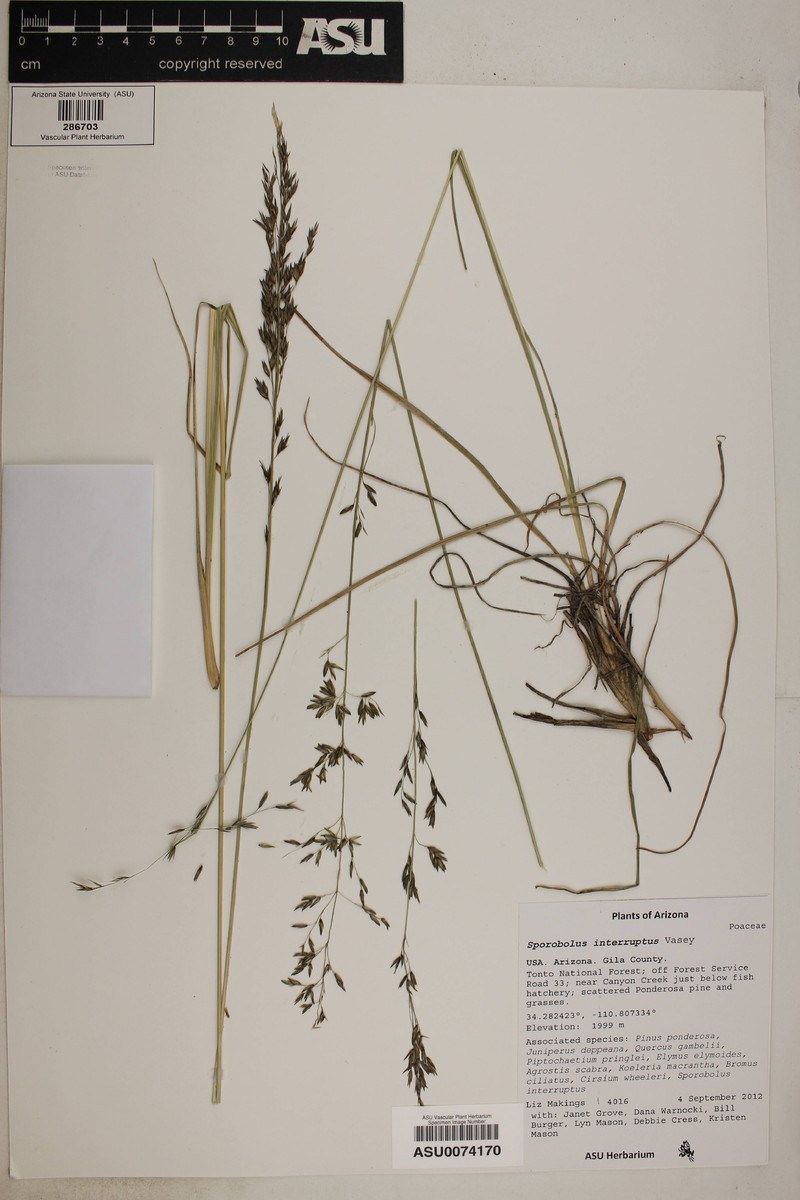 Black Dropseed photo 3