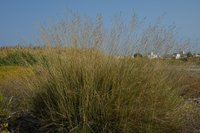 Pan Dropseed