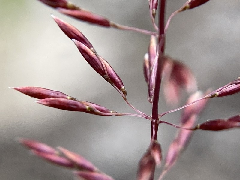 Pineywoods Dropseed photo 3