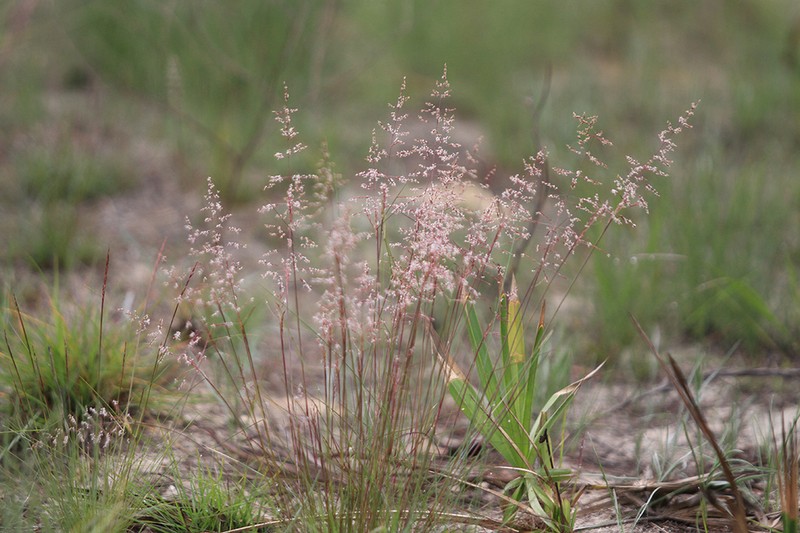 Pineywoods Dropseed photo 4
