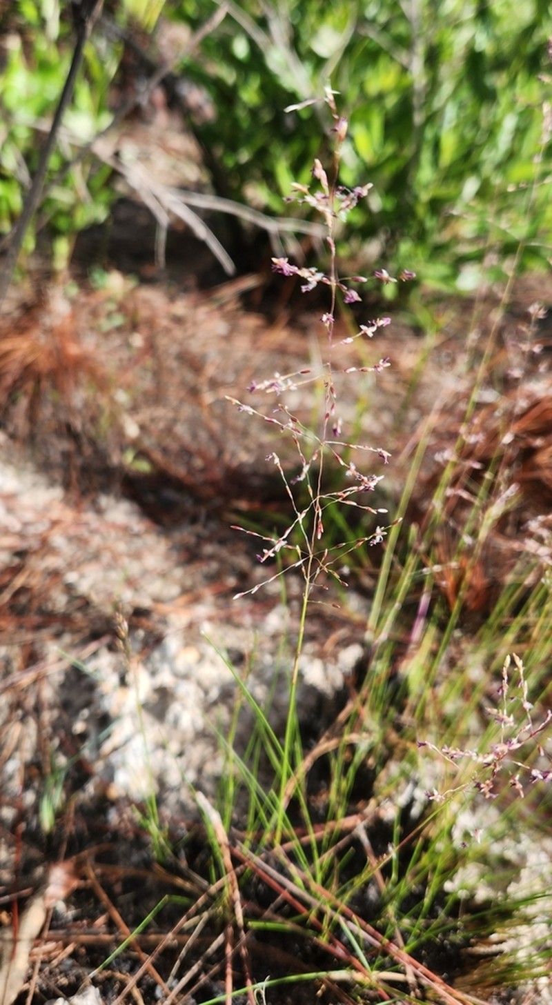 Pineywoods Dropseed photo 5