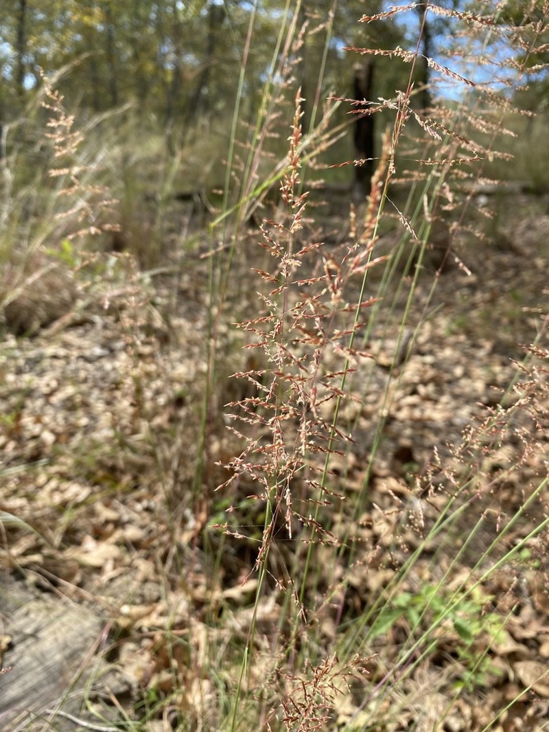 Pineywoods Dropseed photo 6