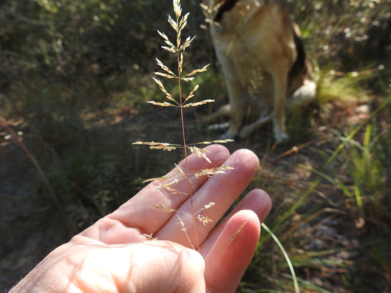Pineywoods Dropseed photo 7