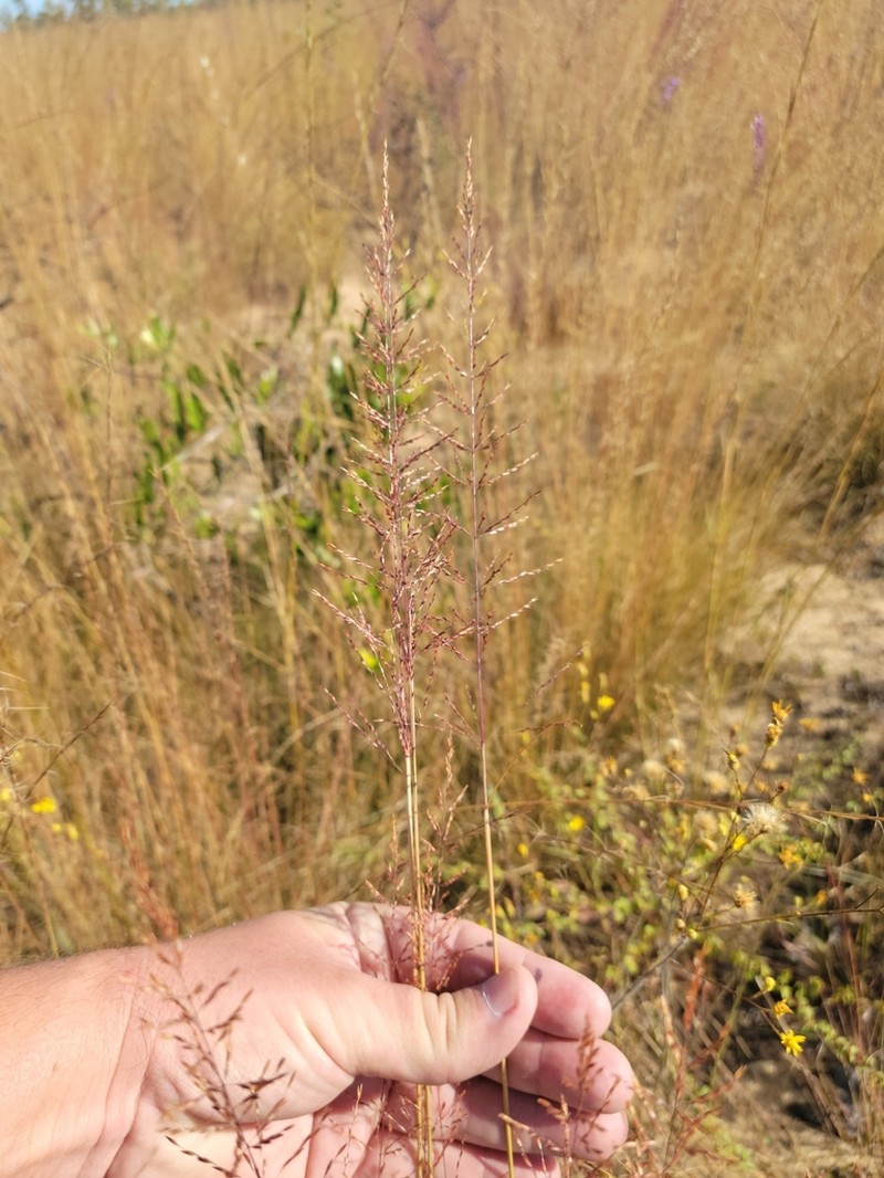 Pineywoods Dropseed photo 8