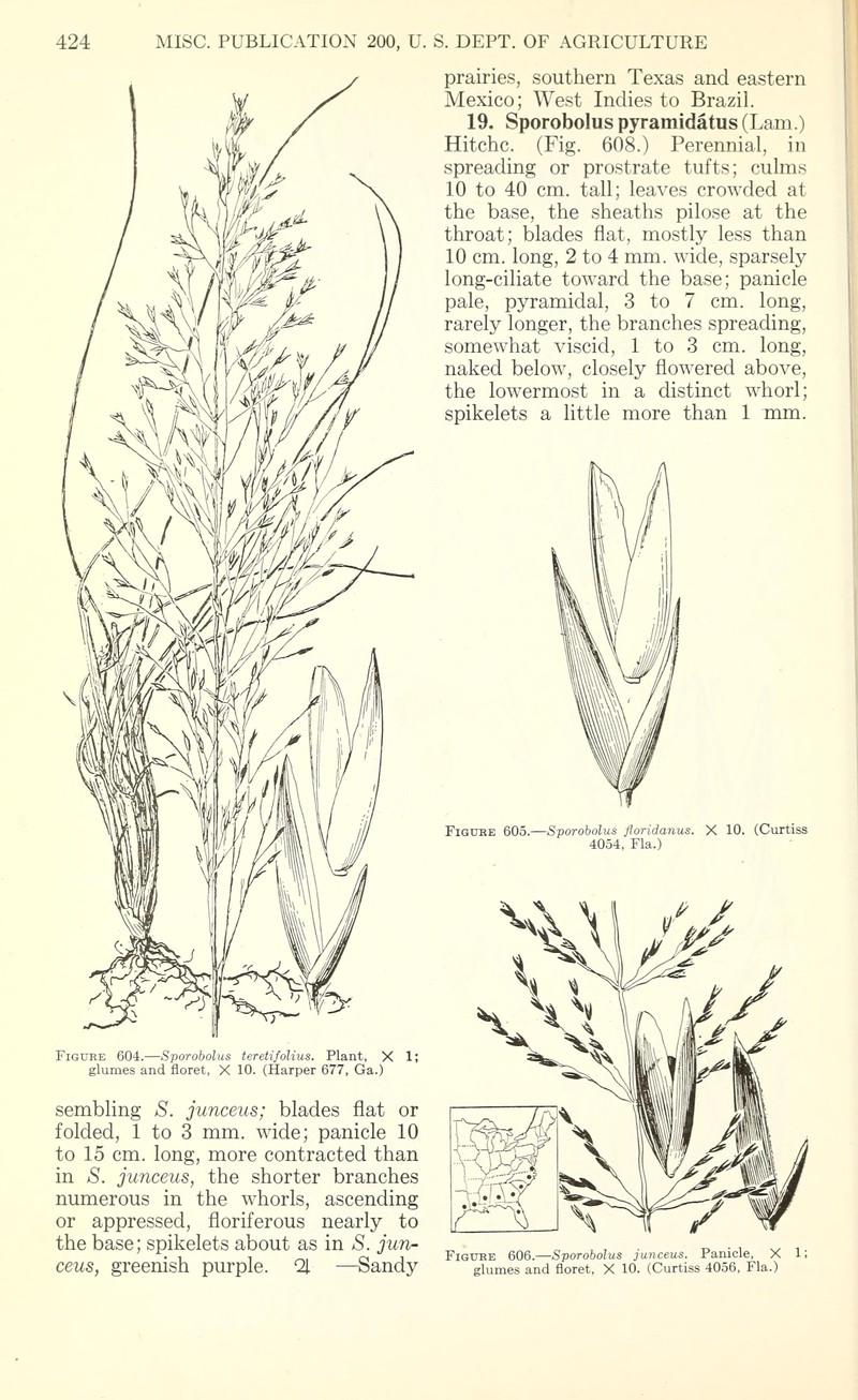 Pineywoods Dropseed photo 2