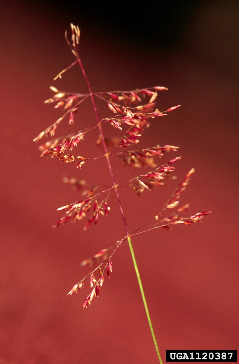 Pineywoods Dropseed