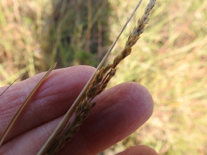Sporobolus macer