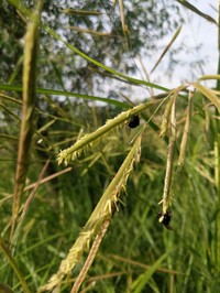 Prairie Cordgrass