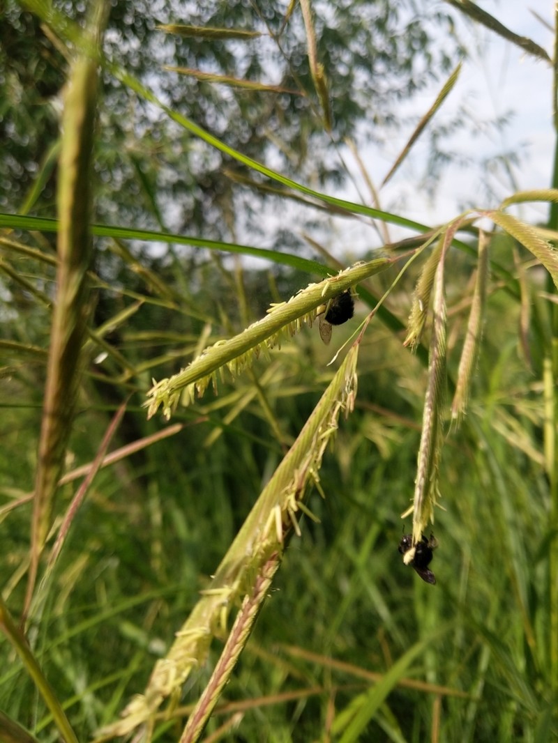 Prairie Cordgrass