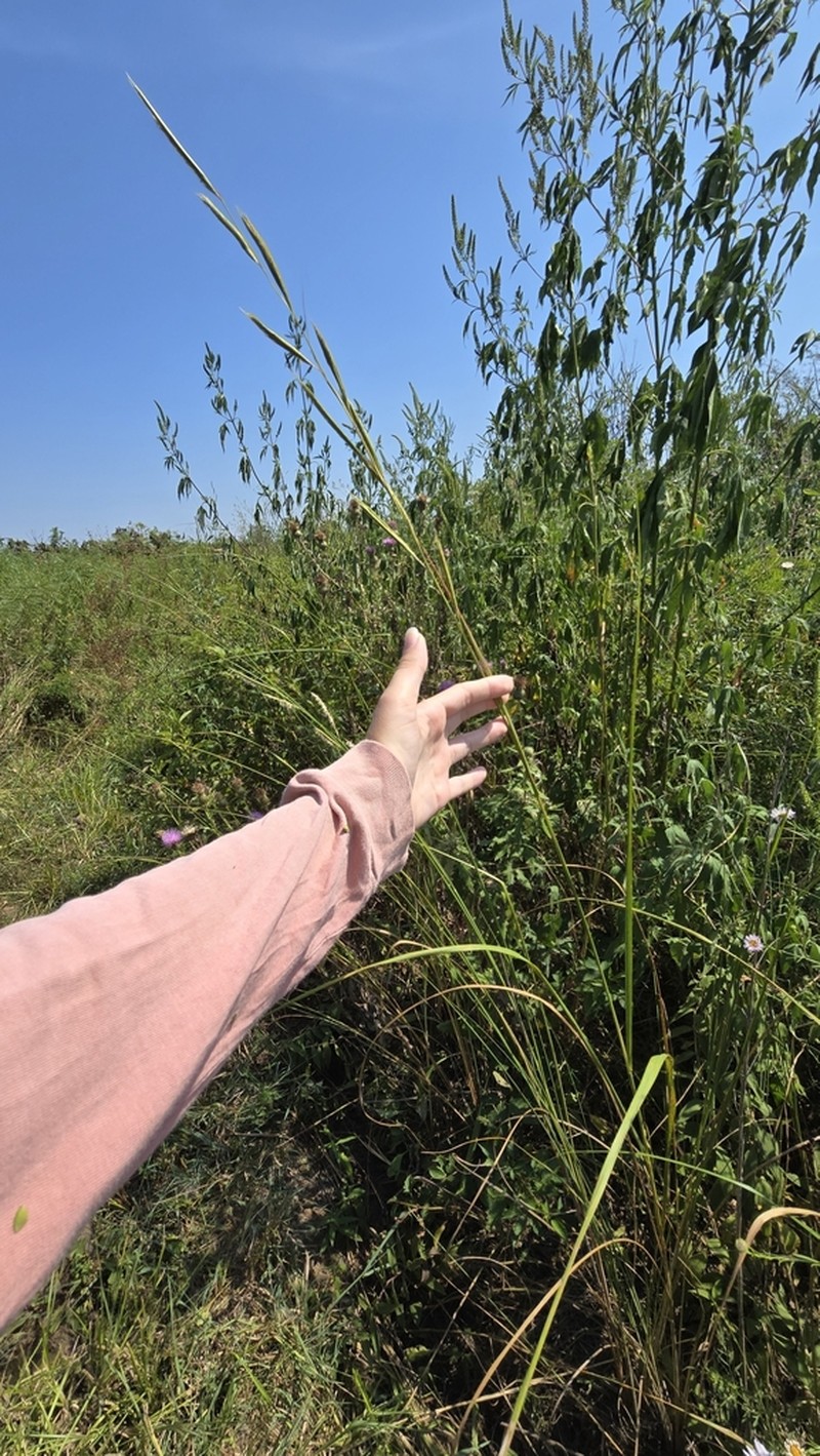 Prairie Cordgrass photo 2