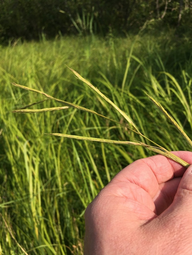 Prairie Cordgrass photo 3