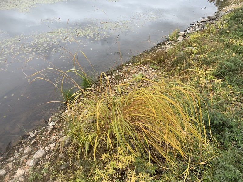Prairie Cordgrass photo 4