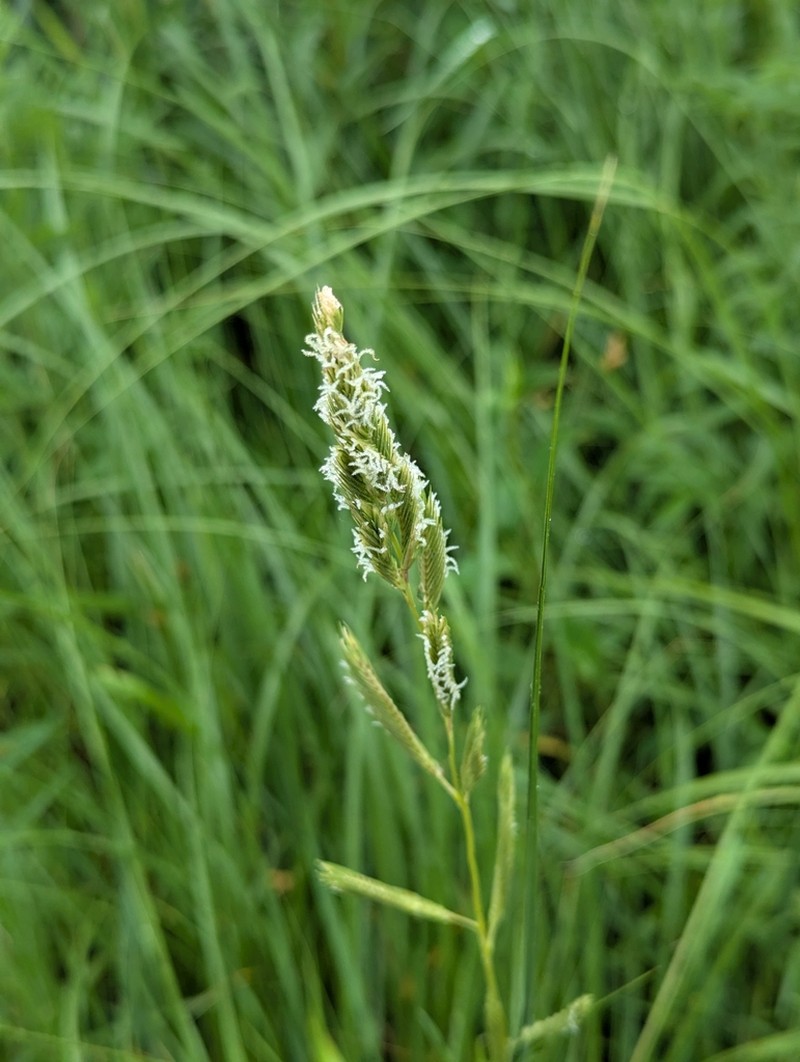 Prairie Cordgrass photo 5