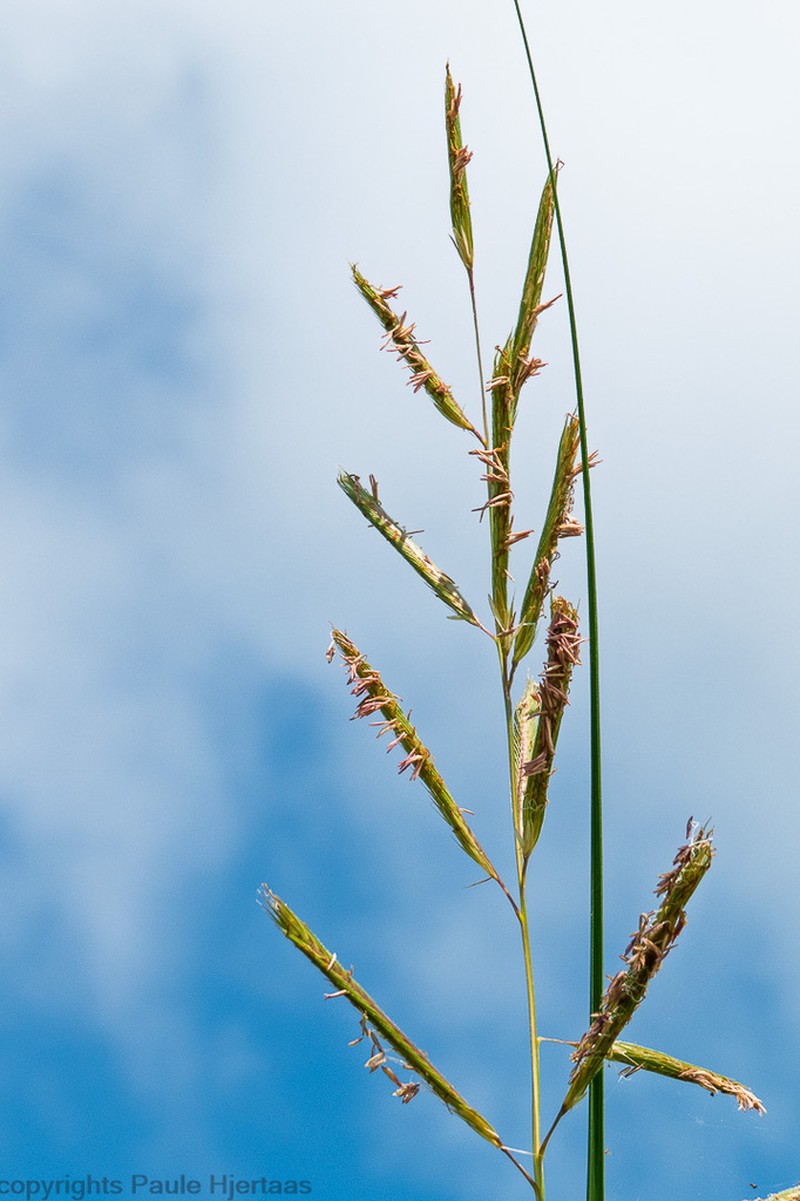 Prairie Cordgrass photo 6