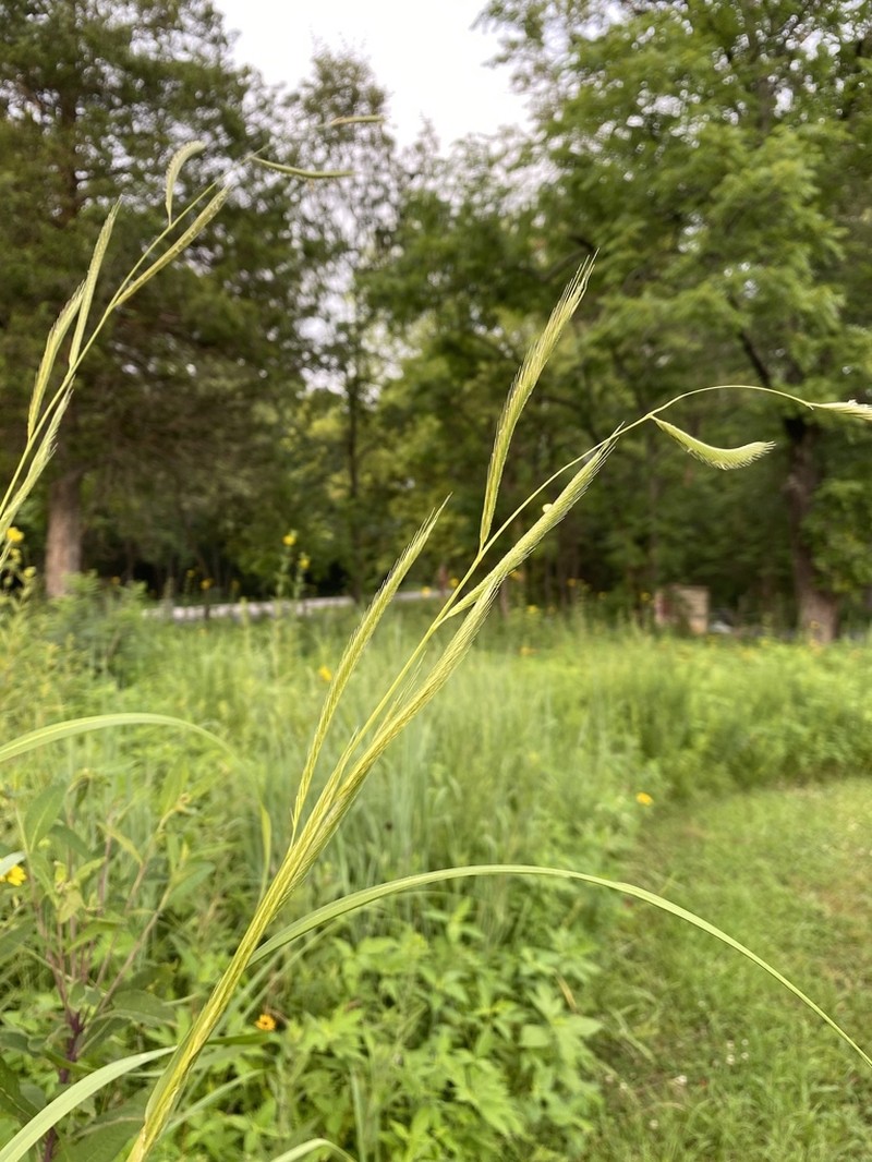 Prairie Cordgrass photo 7