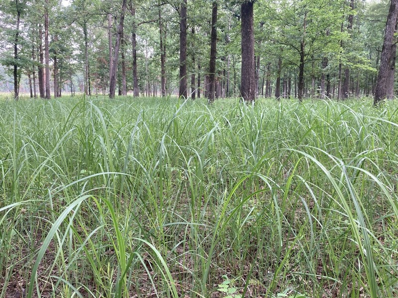 Prairie Cordgrass photo 8