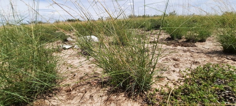Gyp Dropseed