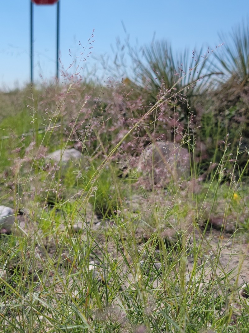 Gyp Dropseed photo 2