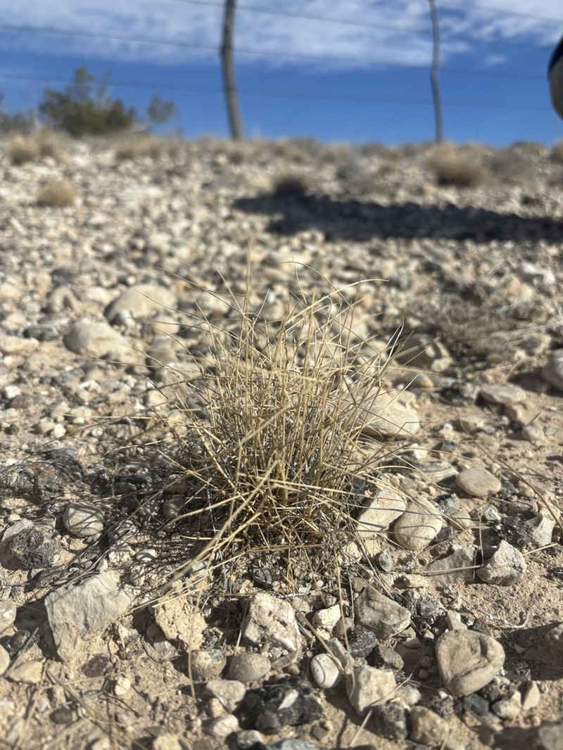 Gyp Dropseed photo 3