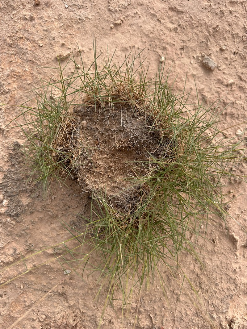 Gyp Dropseed photo 4
