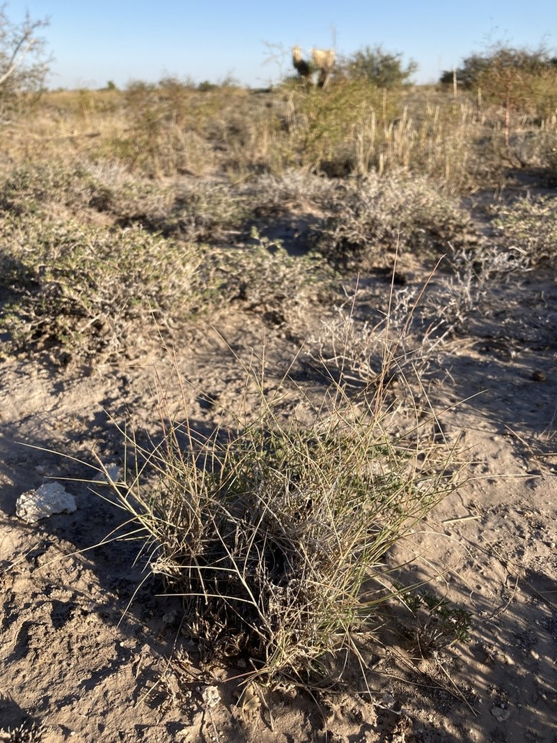Gyp Dropseed photo 5