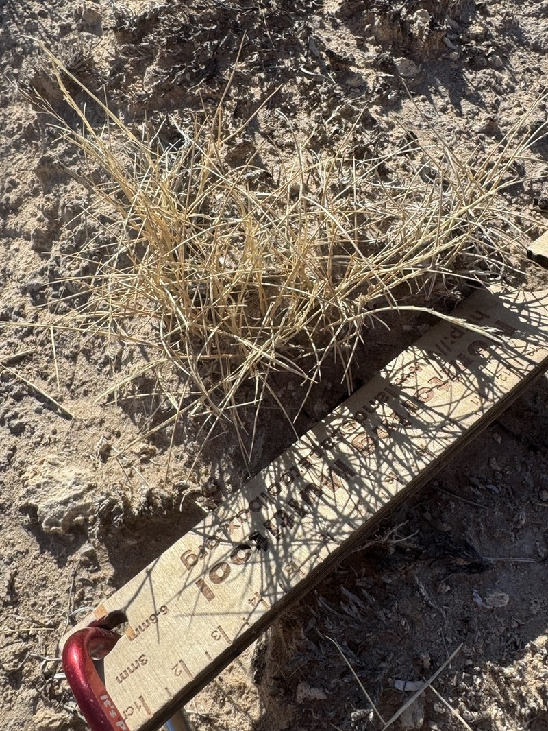 Gyp Dropseed photo 6