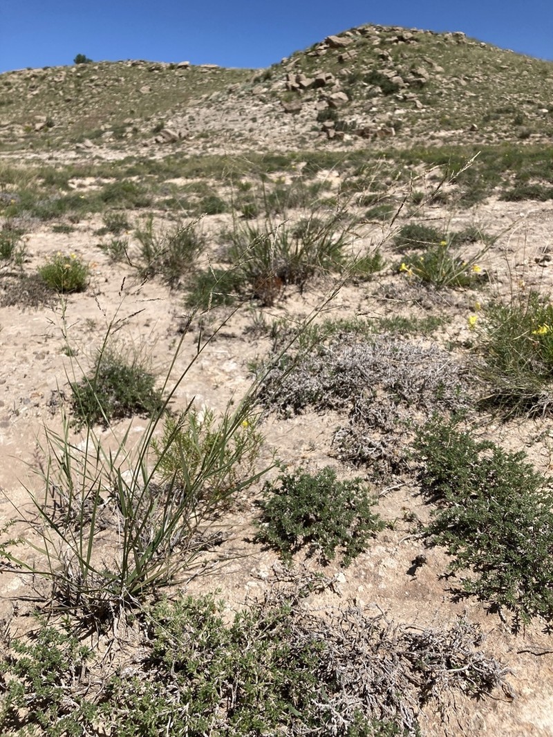 Gyp Dropseed photo 7