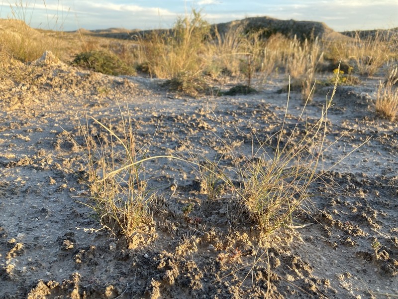 Gyp Dropseed photo 8