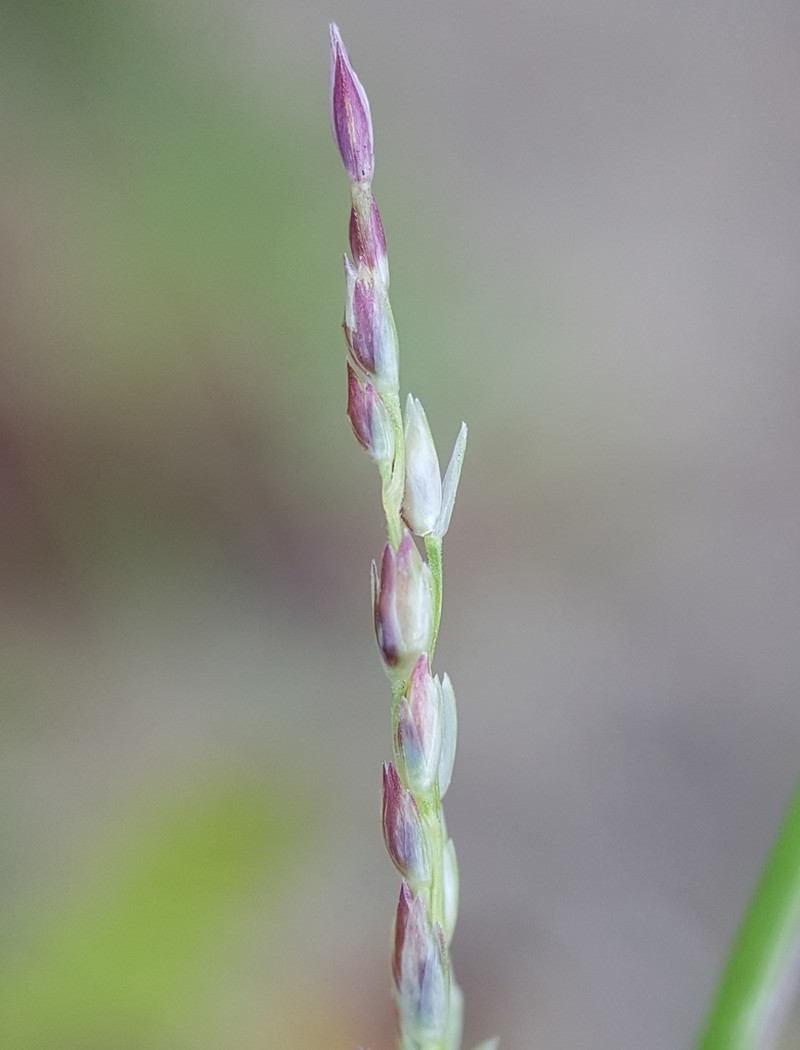 Puffsheath Dropseed photo 3