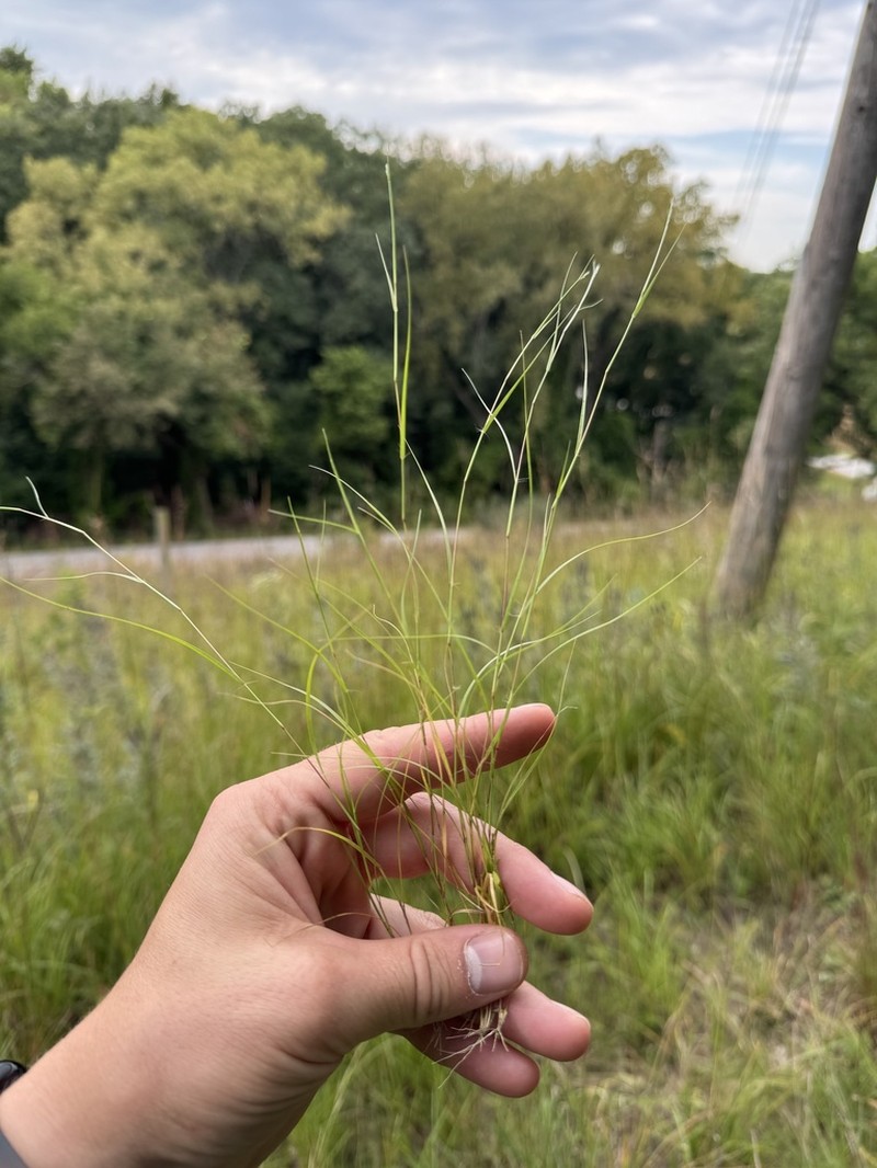 Puffsheath Dropseed photo 4