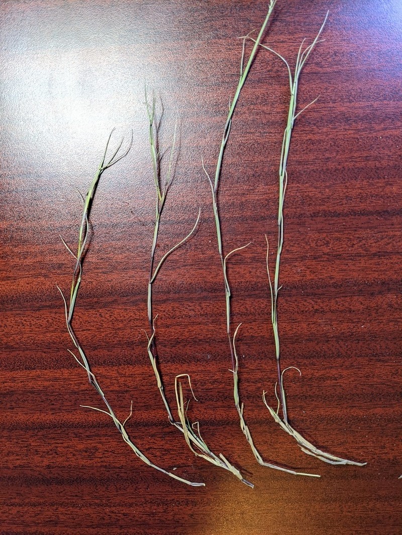 Puffsheath Dropseed photo 5