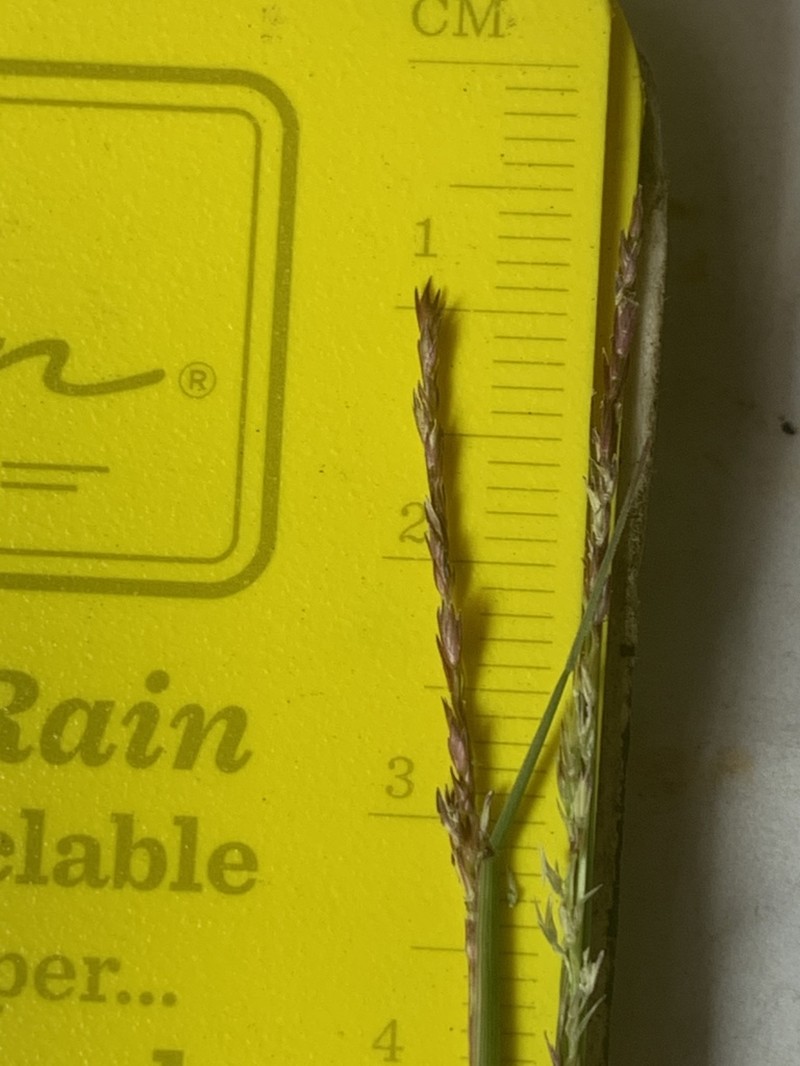 Puffsheath Dropseed photo 6