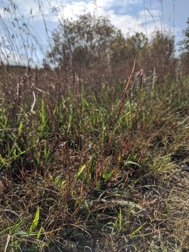 Puffsheath Dropseed photo 7
