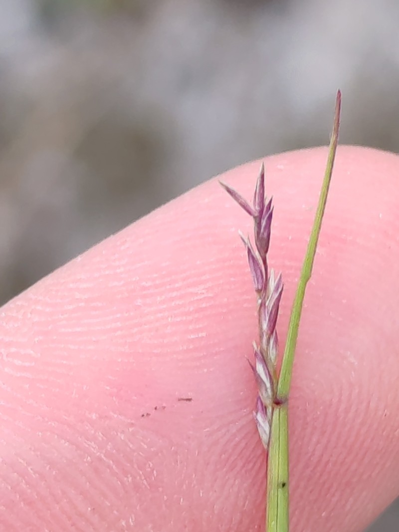 Puffsheath Dropseed photo 8