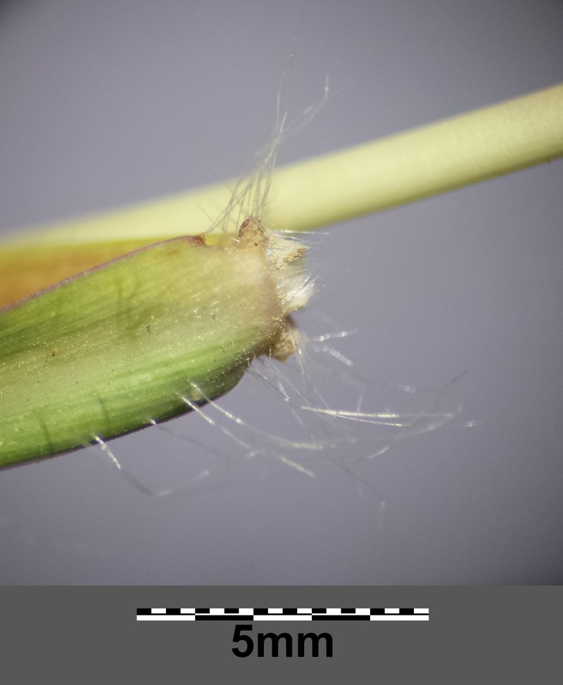 Puffsheath Dropseed photo 4